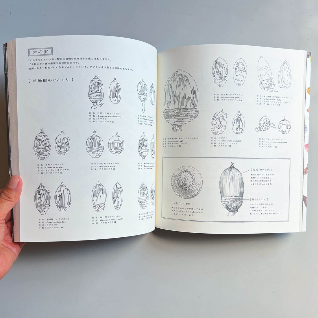 Coloring Book [Mineral &amp; Science Room] - Nagamochi Shop